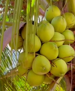বড় সাইজের ডাব