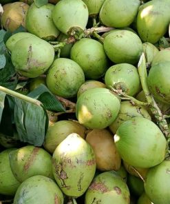 ছোট সাইজ ডাব